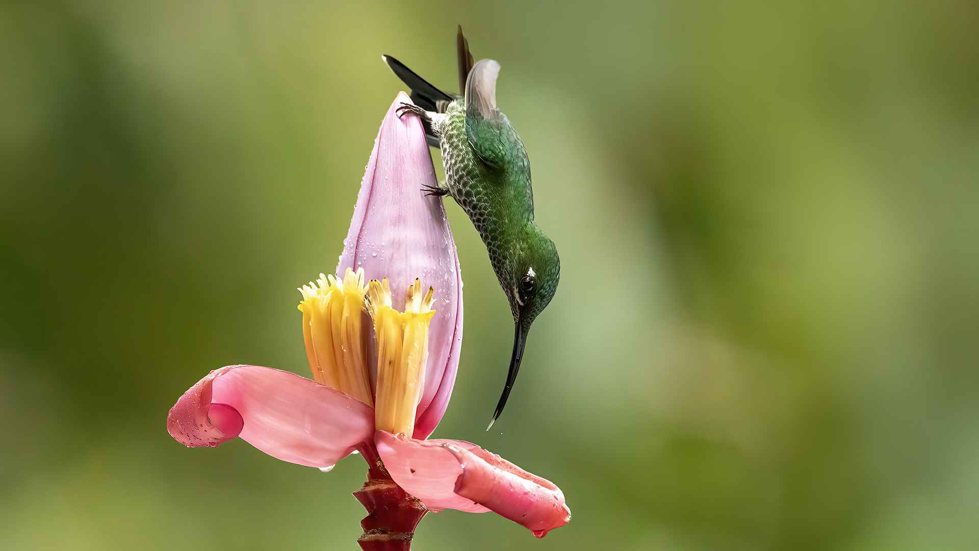 Buff-tailed Coronet